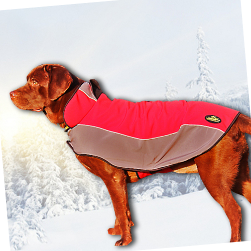 Winter coat for Labrador Retriever