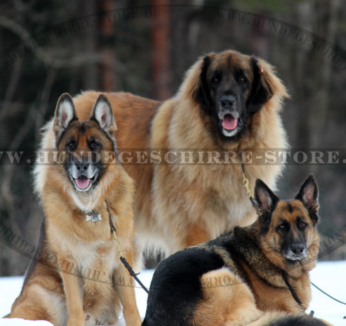 Hundeleine Leder für Deutschen Schäferhund, 13 mm