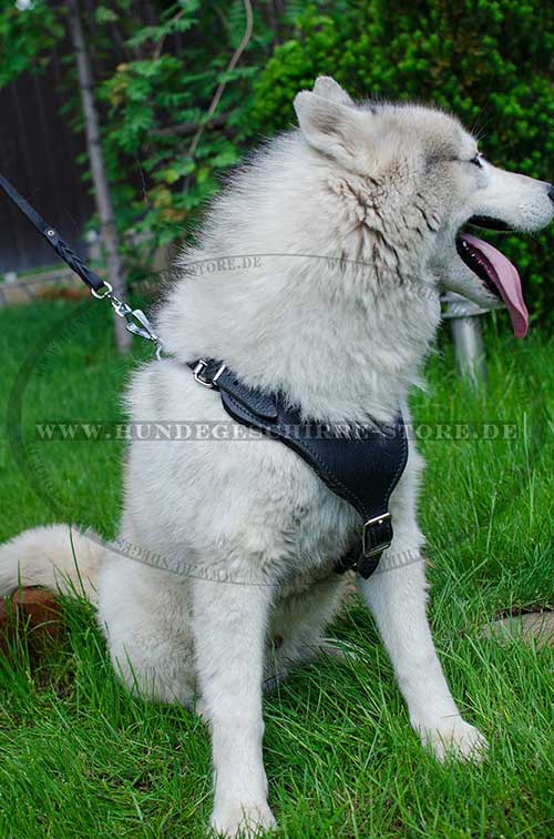 Husky Dog Harness Leather for Sport 