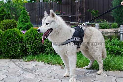 Husky Harness Nylon for Sport 