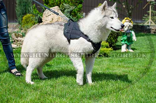 Husky Dog Harness Nylon for Sport 