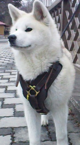 handmade leather dog harness for husky