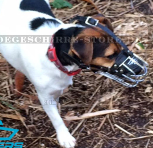 Jack Russel Terrier Maulkorb aus Draht
