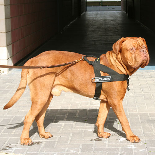 Dogue de Bordeaux Sport Harness