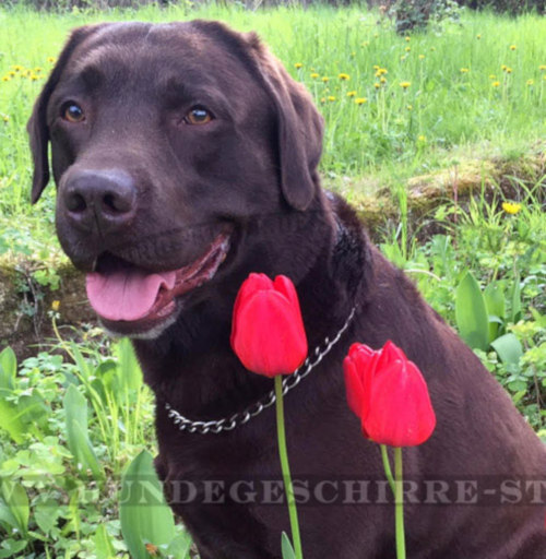 Kettenhalsband für Labrador von Herm Sprenger