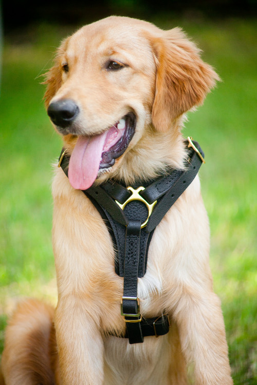 Labrador Harness Leather