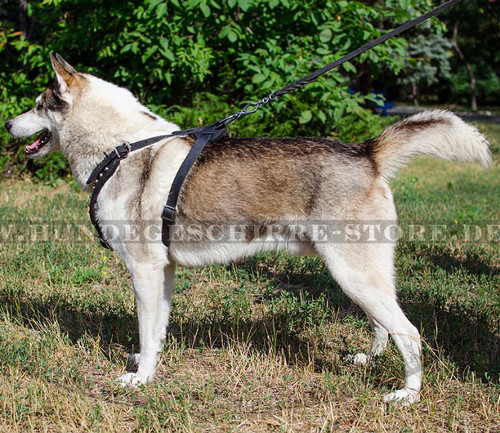 Laika Geschirr mit Pyramiden | Prachtvolles Hundegeschirr