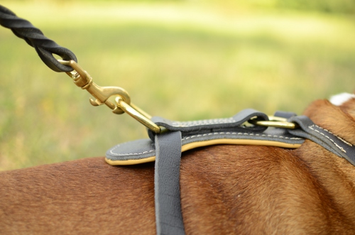 Prime dog leather harness for English Bulldog