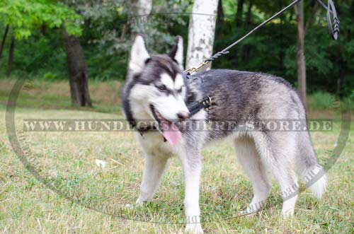  alaskan malamute zuggeschirr Gepolstert kaufen