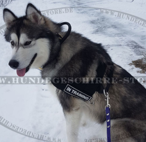 Leder Halsband mit Handschlaufe für Malamute und Laika