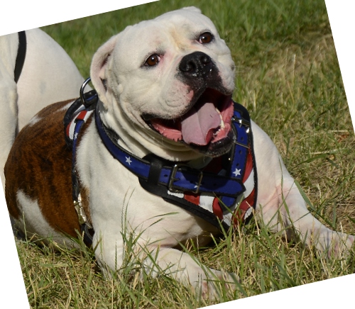 Deisgner Dog Harness for American Bulldog