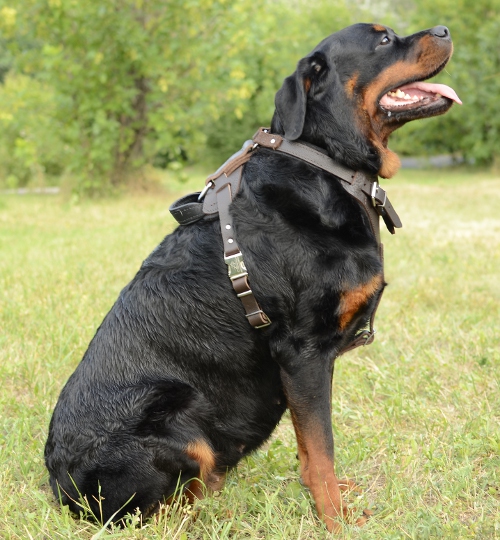 Rottweiler Harness Leather, Agitation Harness for Rottweiler