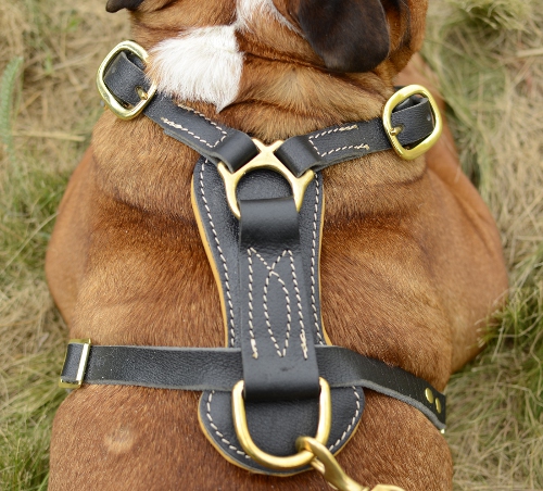 English Bulldog leather dog harness design