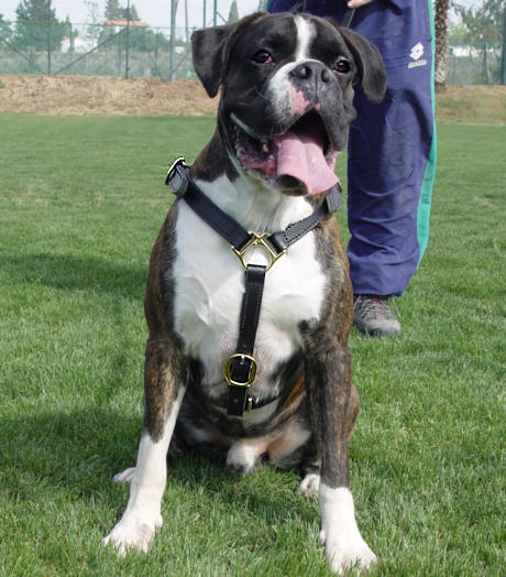 Boxer luxuriöses Hundgeschirr