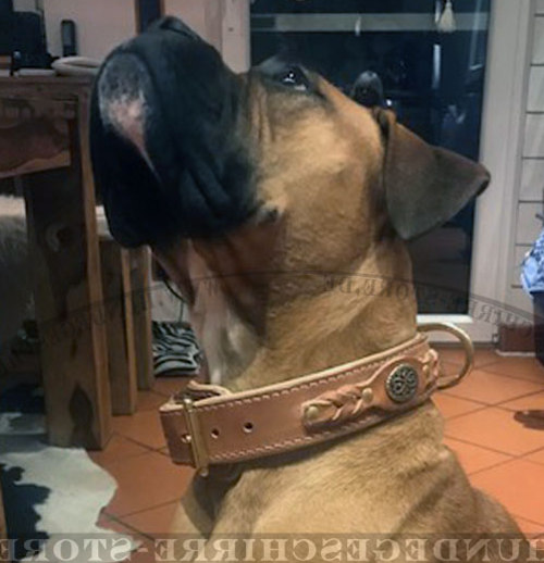 Luxus Hundehalsband für Boxer, geflochten