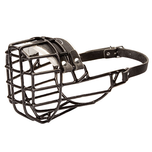 Cane Corso Muzzle