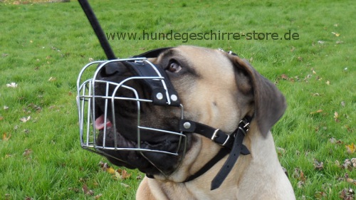 Wire dog muzzle for Boerboel