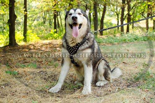 Malamute Geschirr aus Leder mit feinen Pyramiden