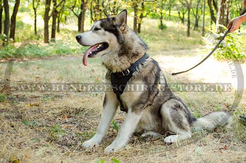 Alaskan Malamute Brustgeschirr Gepolstert