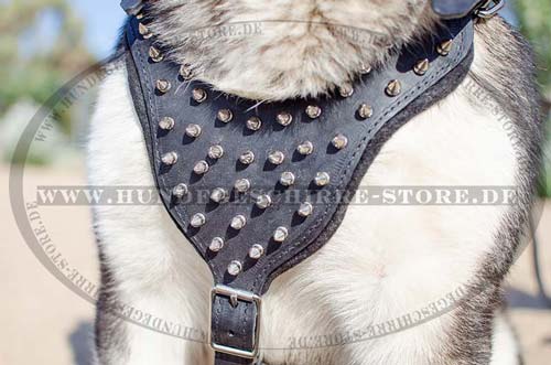 Malamute Geschirr Leder mit Spikes