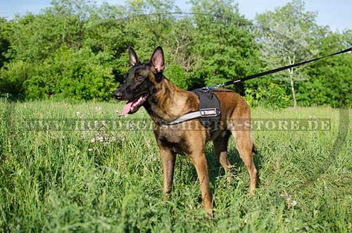 /images/large/Malinois-Geschirr-K9-Nylon_LRG.jpg