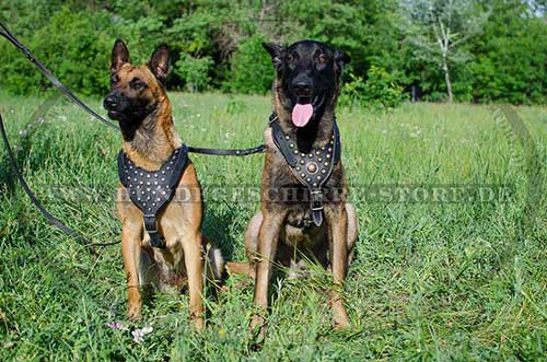 ledergeschirr mit nieten für malinois hundesport kaufen