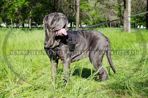 Mastino Napoletano Hunde Geschirr Universal