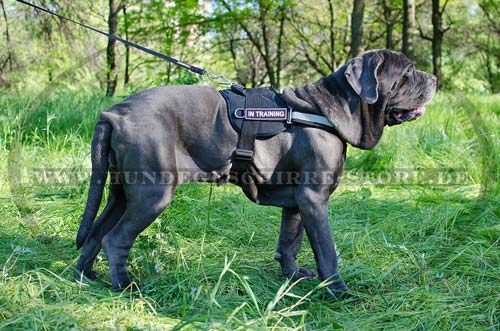 reflektierendes Hundegeschirr aus Nylon