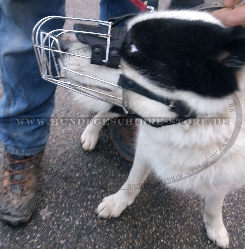 Maulkorb für Karelischen Bärenhund, aus Stahldraht
