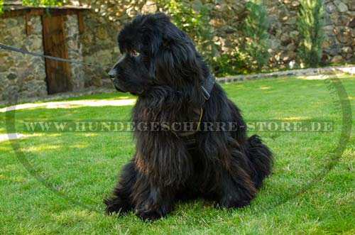 Geschirr für Neufundland aus Nylon mit Super Passform