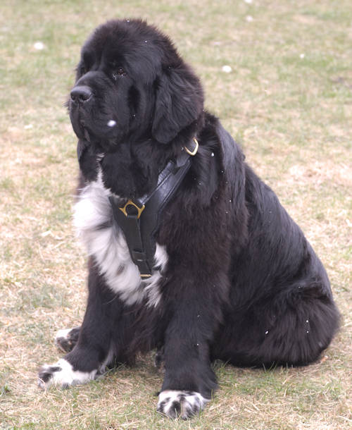 Luxury leather dog harness H10 for Newfoundland