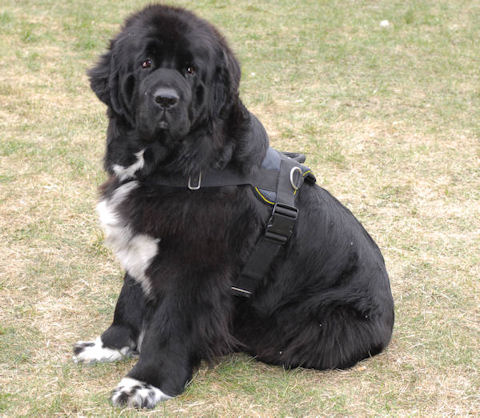 Nylon harness for Newfoundland