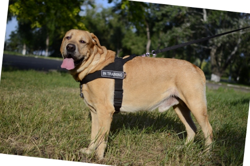 Labi harness K9, Nylon harness