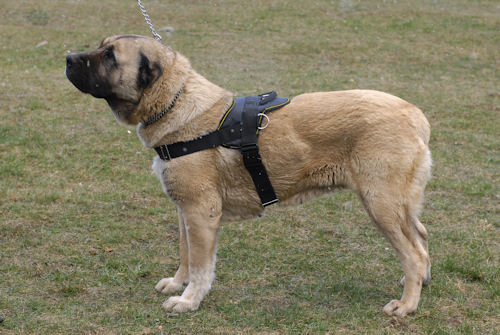 Nylon harness for Caucasian Shepherd