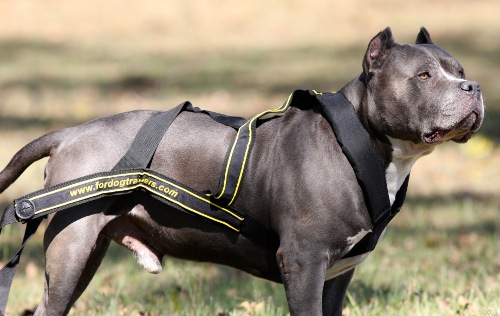 Zuggeschirr für Pitbull mit Gepolsterten Riemen ➽➽➽