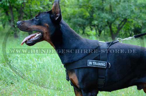 Best Dog Harness for Doberman