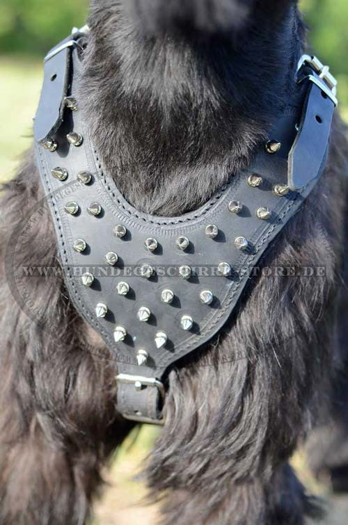 Giant Schnauzer Harness Leather Exclusive