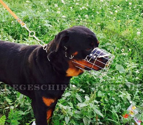 Rottweiler Drahtmaulkorb mit Polsterung
