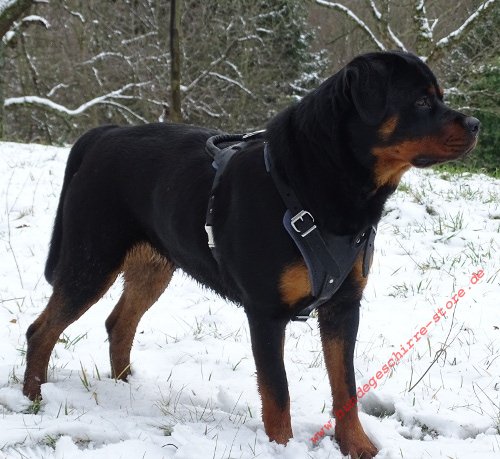Rottweiler Bester Hundegeschirr aus Leder für Hunde-Ausbildung