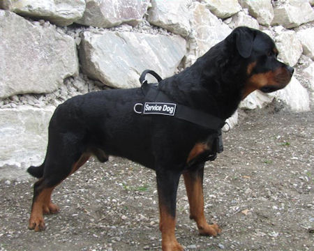 Rottweiler dog nylon  harness DE