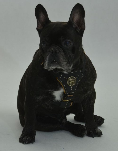 Franzoesische Bulldogge Designer Geschirr Leder