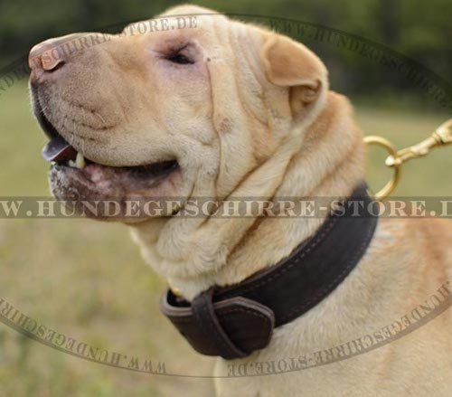 Dickes Hundehalsband Leder für Shar Pei