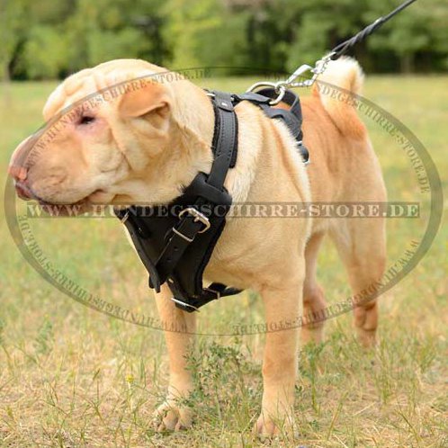 Shar Pei Harness Padded