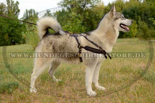 Tracking Harness Husky Pulling Harness Padded