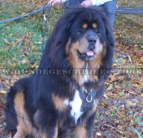 Tibet-Mastiff Hundegeschirr für Auslauf, Arbeit und Sport