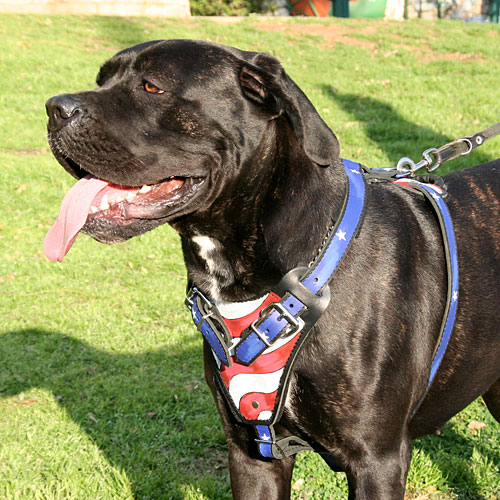 best designer custom leather Cane Corso harness