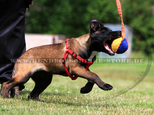 Weiches Hundespielzeug für Malinois Hund