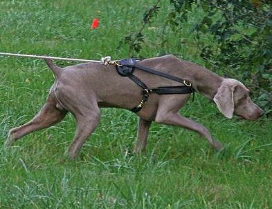 Weimaraner Harness