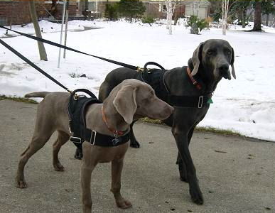 Nylon harness for Weimaraner