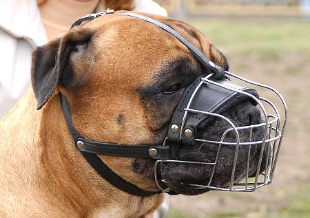 Wire basket muzzle for Bullmastiff